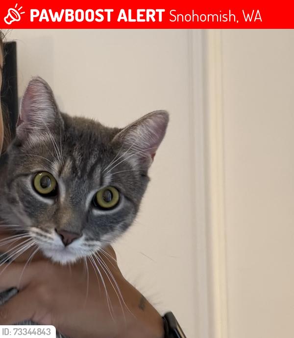 Lost Male Cat last seen 142nd St and 44th Dr, Snohomish, WA 98296