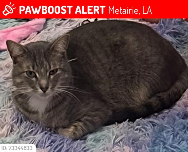 Lost Female Cat last seen Woodlawn and Hastings, Metairie, LA 70006