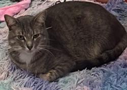 Lost Female Cat last seen Woodlawn and Hastings, Metairie, LA 70006
