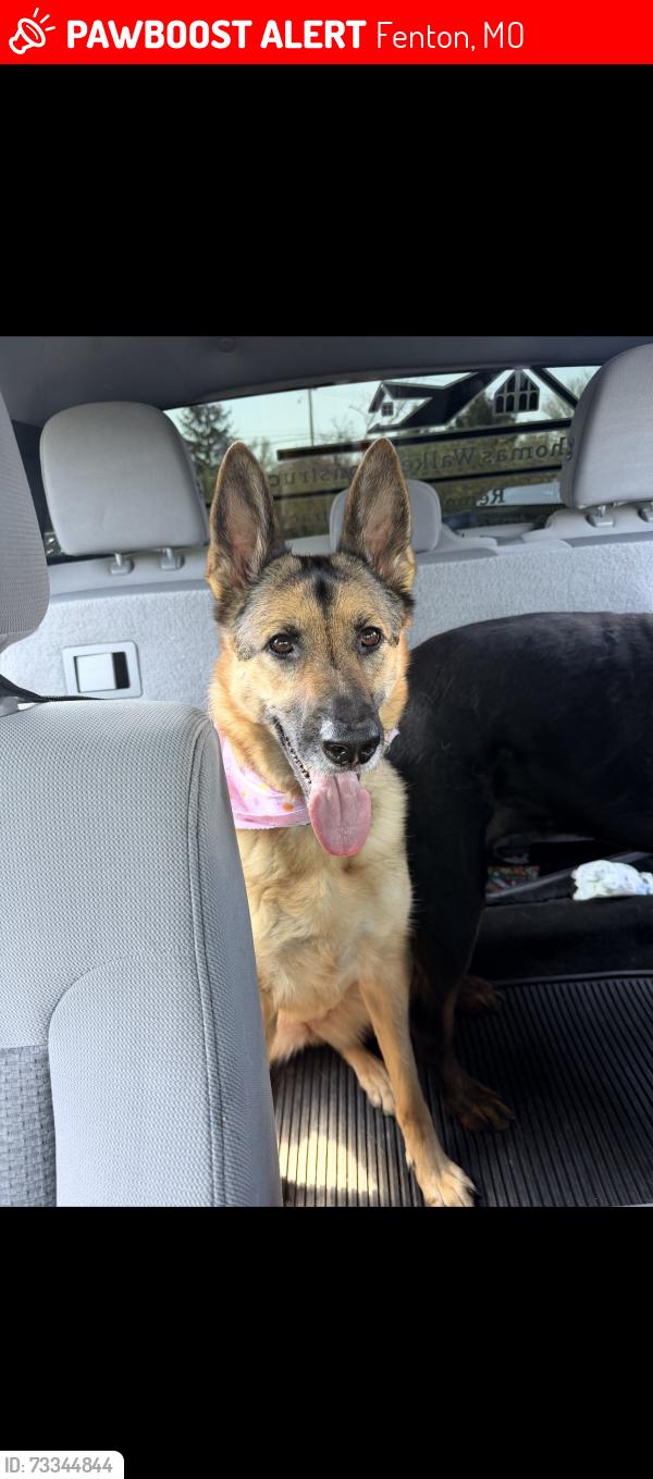 Lost Female Dog last seen Summit High school, Fenton, MO 63026