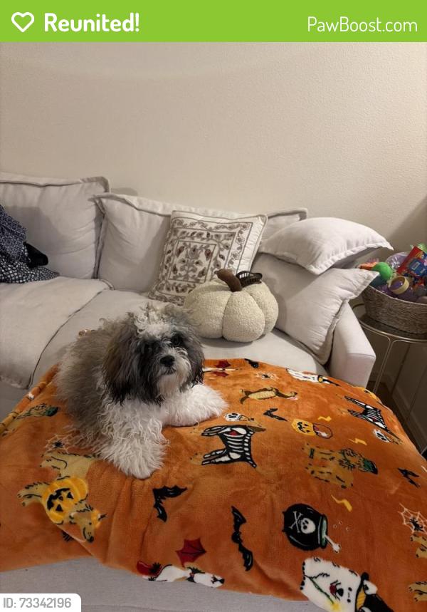 Reunited Female Dog last seen Bosa Donuts, Las Cruces, NM 88005