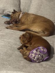 Lost Female Dog last seen Margaret Street/Katie, Fate, TX 75189