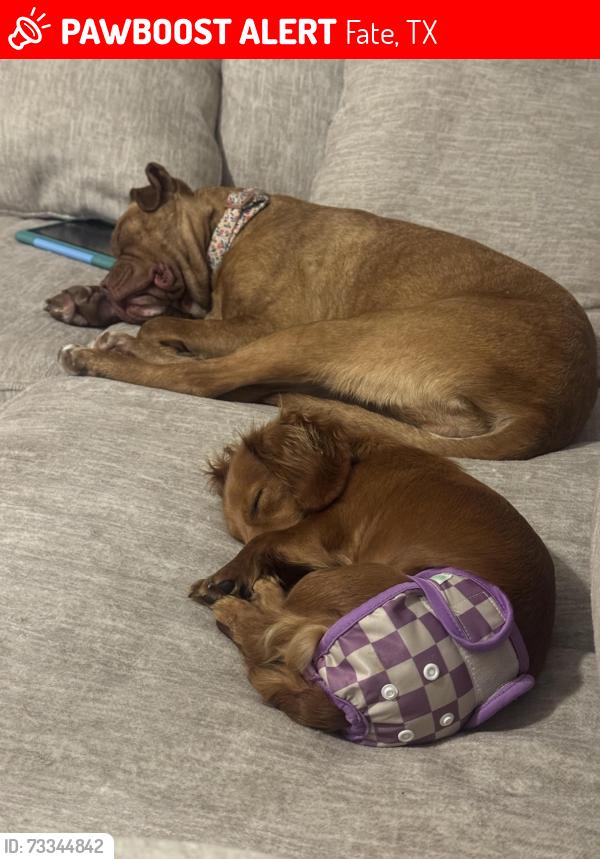 Lost Female Dog last seen Margaret Street/Katie, Fate, TX 75189