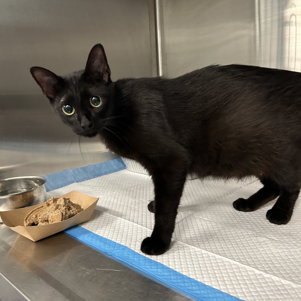 Shelter Stray Female Cat last seen , 980 Guilford College Rd, Greensboro, NC 27409, USA