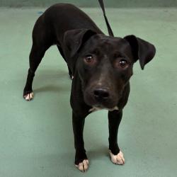 Shelter Stray Female Dog last seen , 2350 Appling City Cove, Memphis, TN 38133, USA