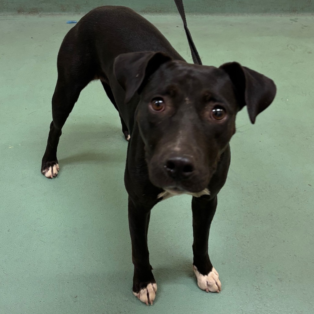 Shelter Stray Female Dog last seen , 2350 Appling City Cove, Memphis, TN 38133, USA