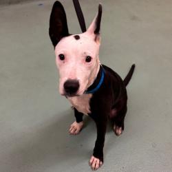 Shelter Stray Male Dog last seen , 2350 Appling City Cove, Memphis, TN 38133, USA