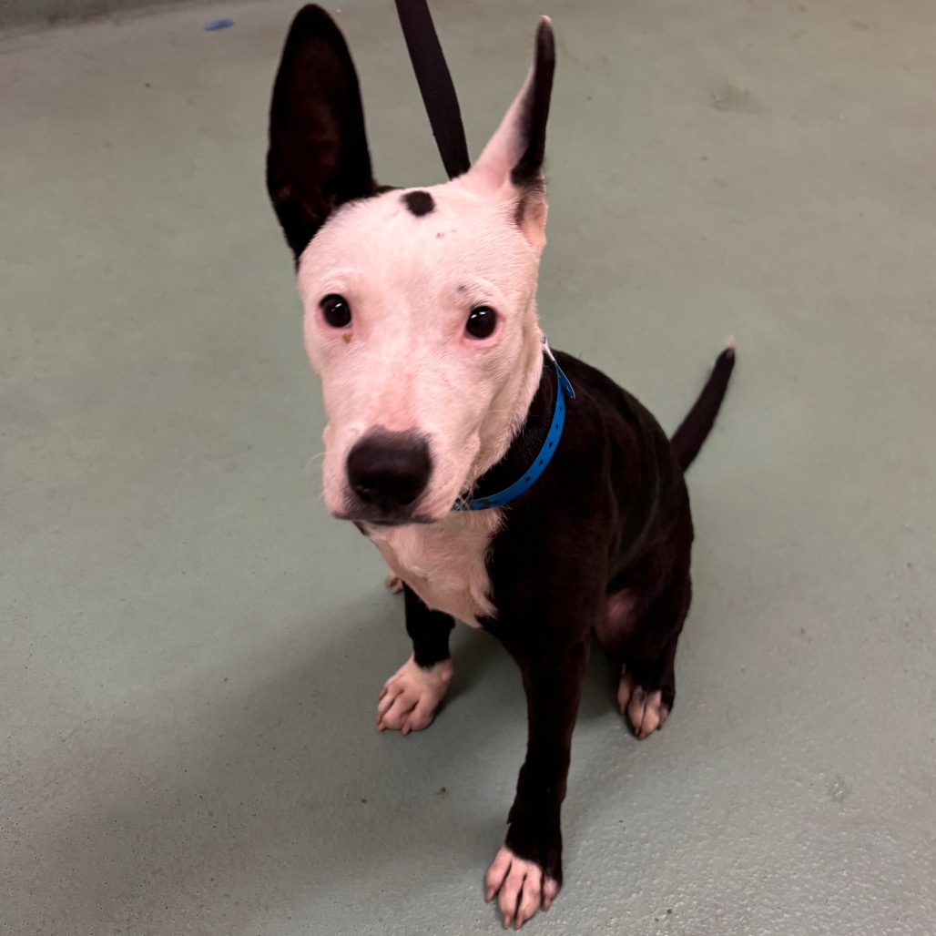 Shelter Stray Male Dog last seen , 2350 Appling City Cove, Memphis, TN 38133, USA