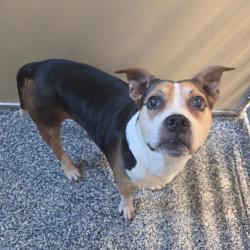 Shelter Stray Male Dog last seen , 167 Conklin Ave, Binghamton, NY 13903, USA
