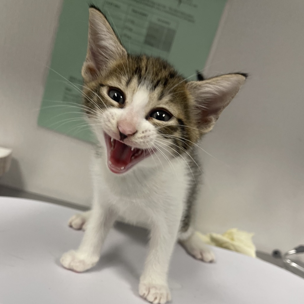 Shelter Stray Female Cat last seen , 3607 N Armenia Ave, Tampa, FL 33607, USA