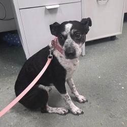 Shelter Stray Female Dog last seen , 3607 N Armenia Ave, Tampa, FL 33607, USA