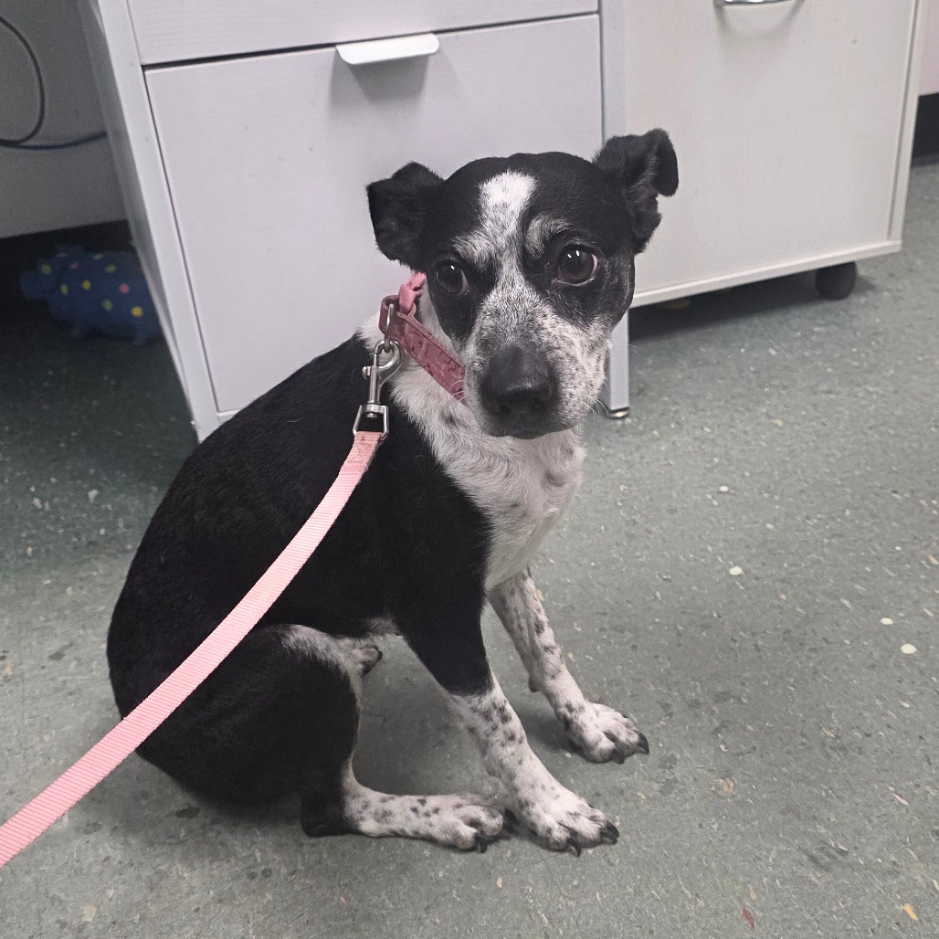 Shelter Stray Female Dog last seen , 3607 N Armenia Ave, Tampa, FL 33607, USA
