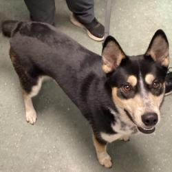 Shelter Stray Male Dog last seen , 3607 N Armenia Ave, Tampa, FL 33607, USA