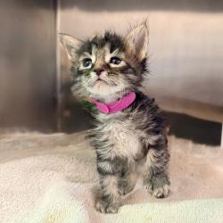 Shelter Stray Female Cat last seen , 4575 E Mesquite Ave, Palm Springs, CA 92264, USA