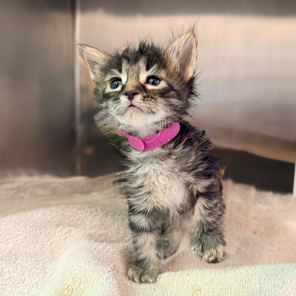 Shelter Stray Female Cat last seen , 4575 E Mesquite Ave, Palm Springs, CA 92264, USA