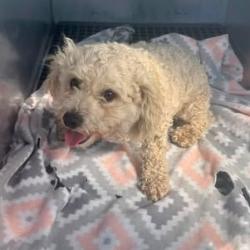 Shelter Stray Female Dog last seen , 54687 Co Rd 19, Bristol, IN 46507, USA