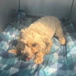 Shelter Stray Male Dog last seen , 54687 Co Rd 19, Bristol, IN 46507, USA
