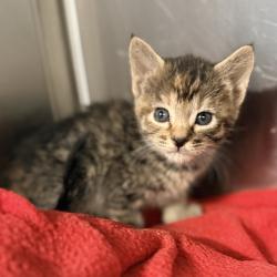 Shelter Stray Female Cat last seen , 4575 E Mesquite Ave, Palm Springs, CA 92264, USA