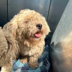 Shelter Stray Male Dog last seen , 54687 Co Rd 19, Bristol, IN 46507, USA