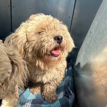 Shelter Stray Male Dog last seen , 54687 Co Rd 19, Bristol, IN 46507, USA
