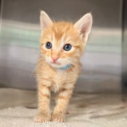Shelter Stray Female Cat last seen , 4575 E Mesquite Ave, Palm Springs, CA 92264, USA