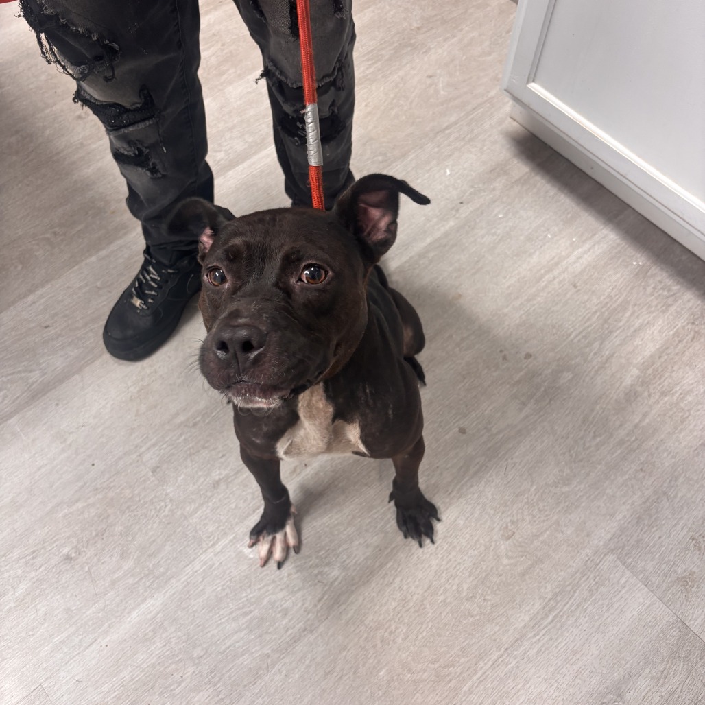 Shelter Stray Female Dog last seen , 1392 NW Shelter Gln, Lake City, FL 32055, USA