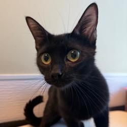 Shelter Stray Female Cat last seen , 3428 S Jenkins Ave, Norman, OK 73072, USA