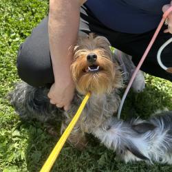 Shelter Stray Male Dog last seen , Animal Care & Control Team of Philly, 111 W Hunting Park Ave, Philadelphia, PA 19140, USA