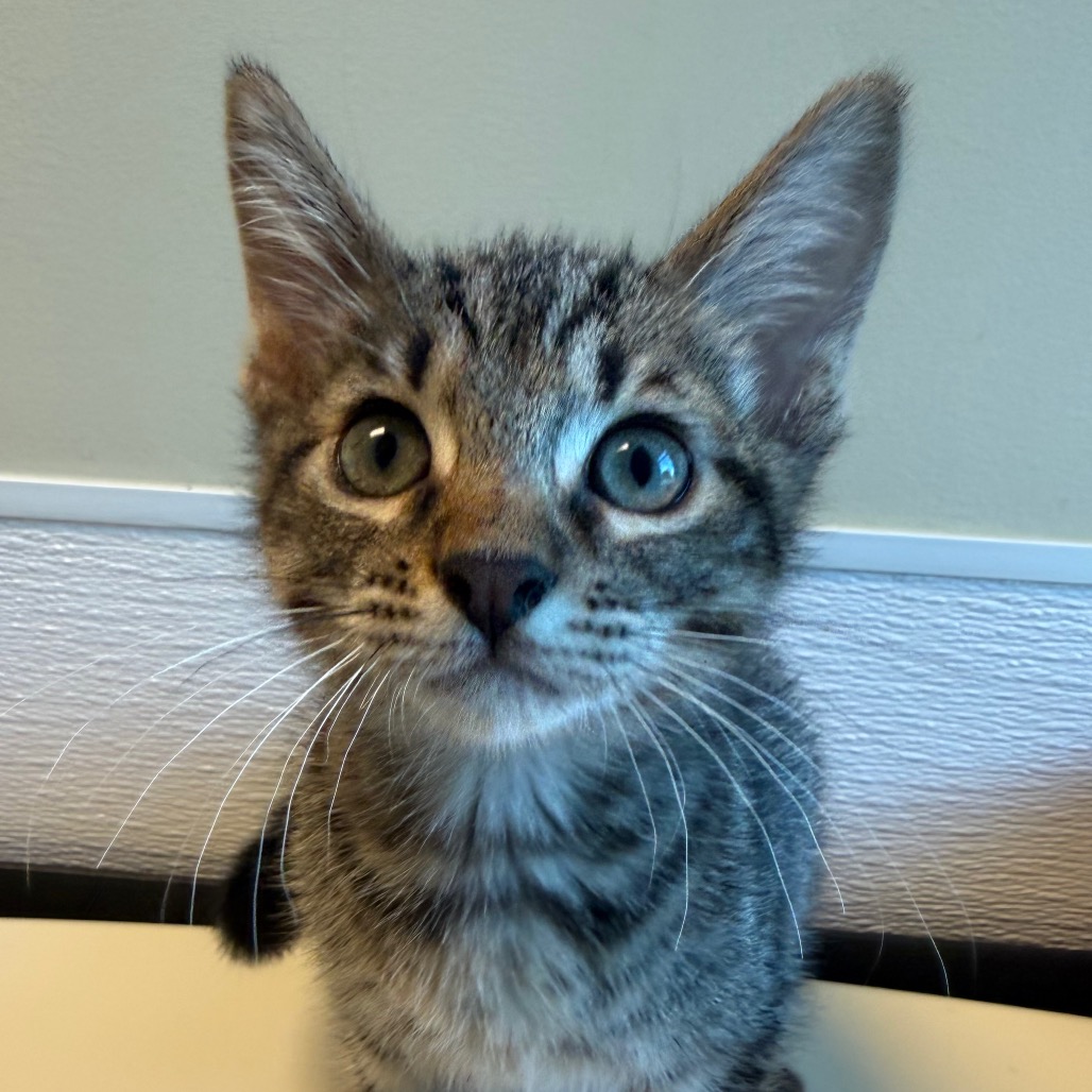 Shelter Stray Male Cat last seen , 3428 S Jenkins Ave, Norman, OK 73072, USA