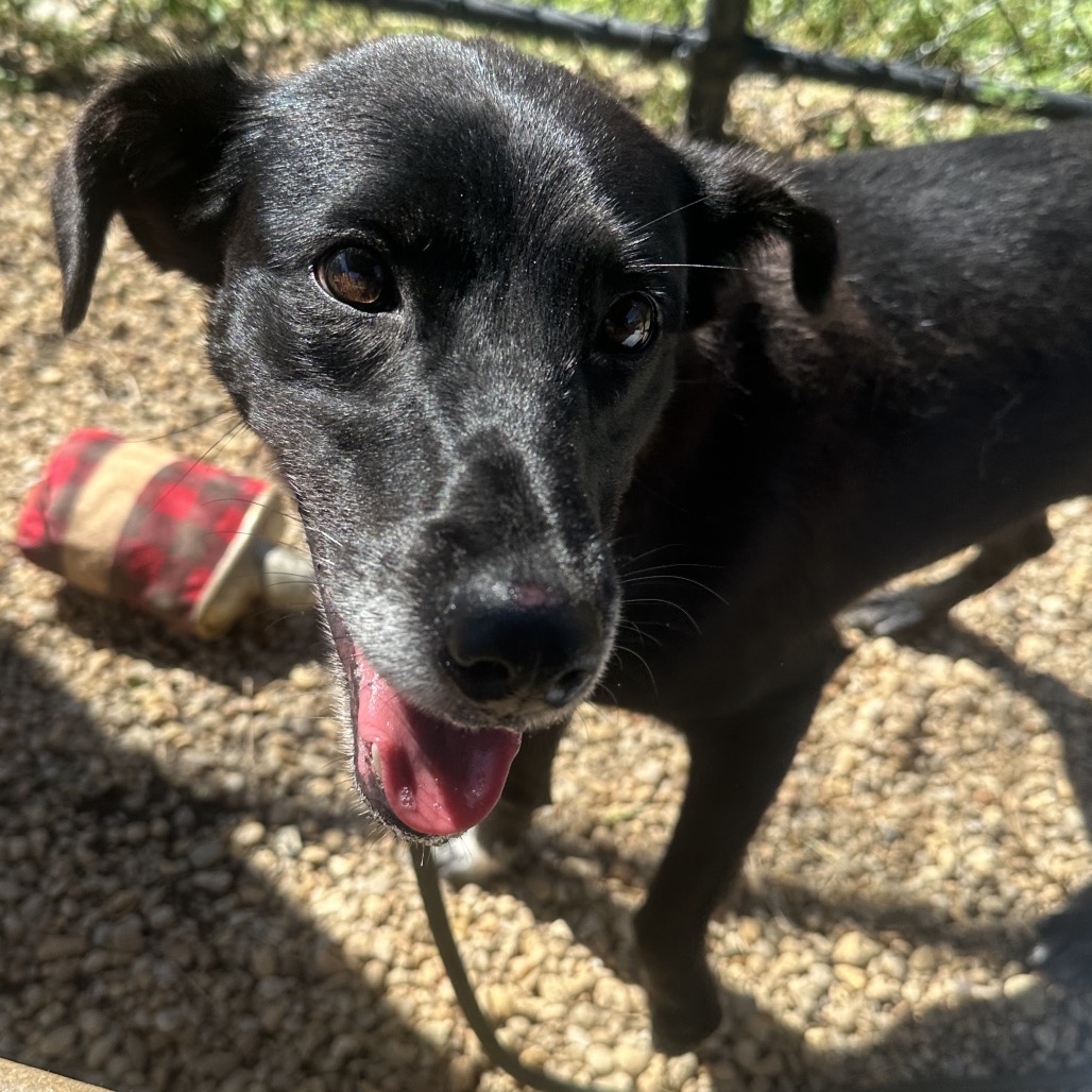 Shelter Stray Female Dog last seen , Animal Care & Control Team of Philly, 111 W Hunting Park Ave, Philadelphia, PA 19140, USA