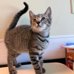 Shelter Stray Male Cat last seen , 3428 S Jenkins Ave, Norman, OK 73072, USA