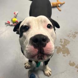 Shelter Stray Male Dog last seen , Animal Care & Control Team of Philly, 111 W Hunting Park Ave, Philadelphia, PA 19140, USA