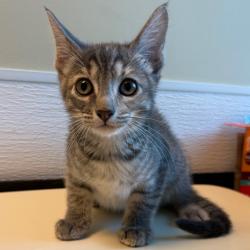 Shelter Stray Female Cat last seen , 3428 S Jenkins Ave, Norman, OK 73072, USA