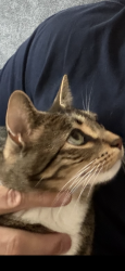 Lost Male Cat last seen 18th and love joy, Portland, OR 97209