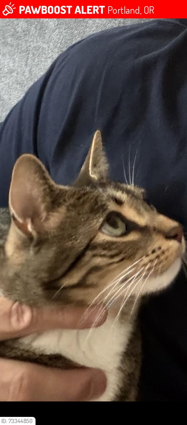 Lost Male Cat last seen 18th and love joy, Portland, OR 97209