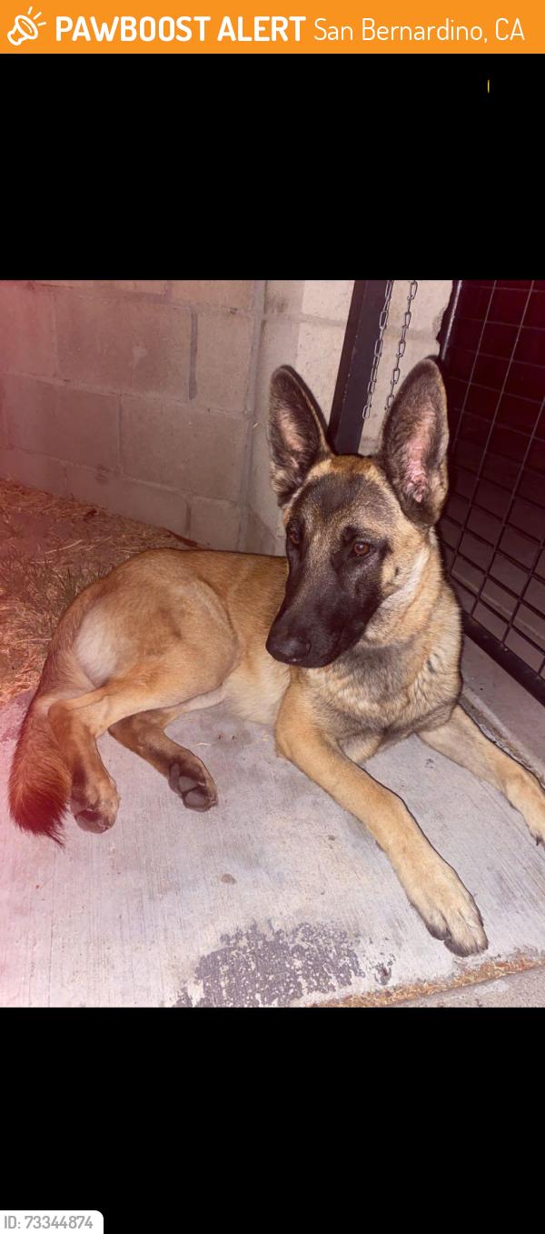 Found/Stray Male Dog last seen Hancock st and 6th, San Bernardino, CA 92411