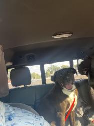 Reunited Female Dog last seen Alvina Way, Louisville, KY 40214
