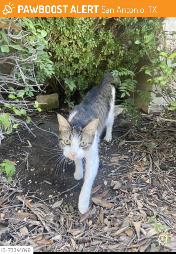 Found/Stray Female Cat last seen Reserve at Culebra Creek, San Antonio, TX 78251