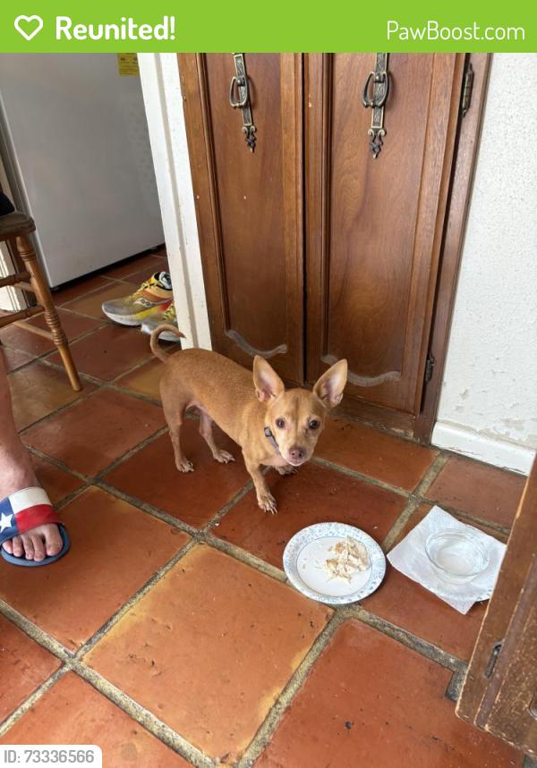 Reunited Male Dog last seen Dezavala by Clark high school, Bexar County, TX 78249
