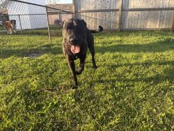 Lost Male Dog last seen Frey st, Houston, TX 77034