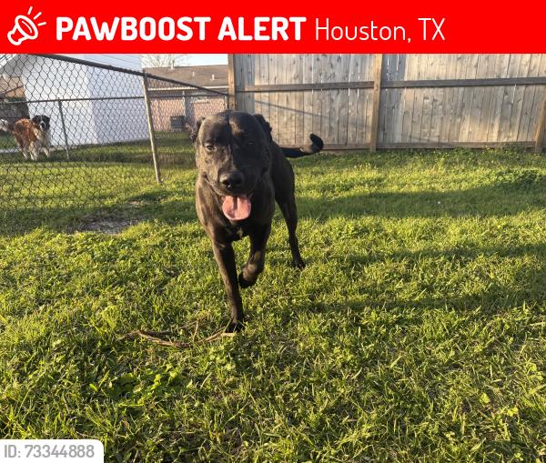 Lost Male Dog last seen Frey st, Houston, TX 77034
