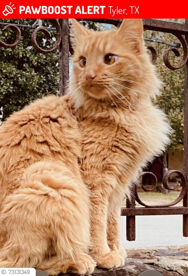 Lost Female Cat last seen Chilton & Lindsey ln Tyler tx, Tyler, TX 75701