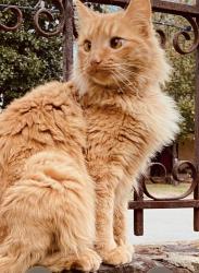 Lost Female Cat last seen Chilton & Lindsey ln Tyler tx, Tyler, TX 75701