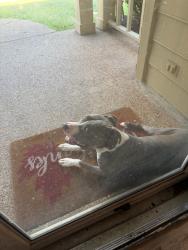 Reunited Female Dog last seen Timbercreek, Memphis, TN 38018