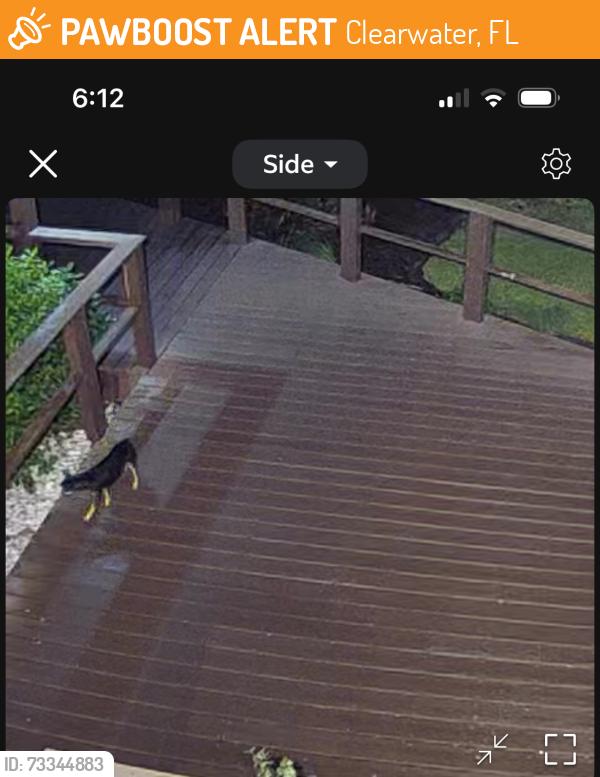 Found/Stray Unknown Dog last seen Rogers st turner st orange st ft harrison, Clearwater, FL 33756