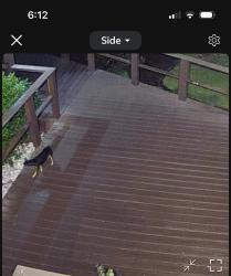 Found/Stray Unknown Dog last seen Rogers st turner st orange st ft harrison, Clearwater, FL 33756