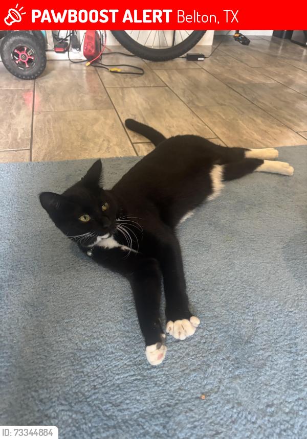 Lost Male Cat last seen Lions park baseball field, 5th ave and N burnet st, Belton, TX 76513