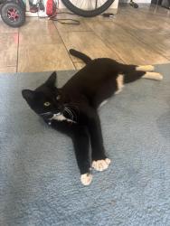 Lost Male Cat last seen Lions park baseball field, 5th ave and N burnet st, Belton, TX 76513