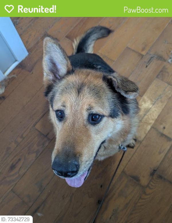 Reunited Male Dog last seen N Hardy Ave & Scarritt Ave, Independence, MO 64053