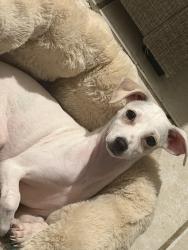 Reunited Female Dog last seen Near ter, Homestead, FL 33033